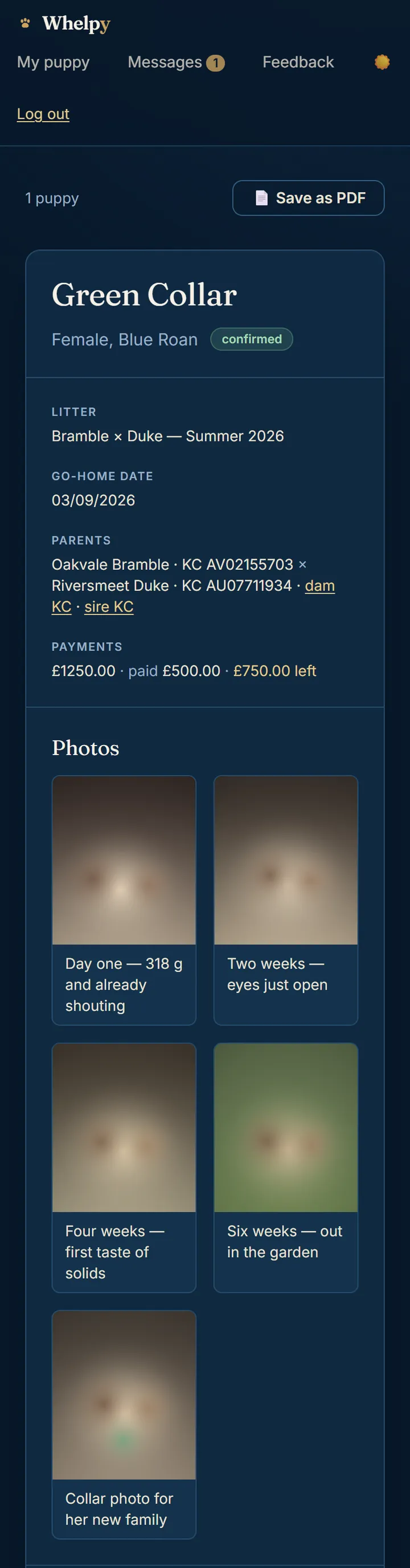 The buyer’s own view of their puppy on a phone: Green Collar, the go-home date, the KC-registered parents, what has been paid and what is left, and a strip of shared photos with captions.